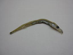 いかなご