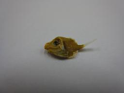 かわはぎ