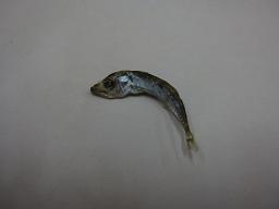 まいわし