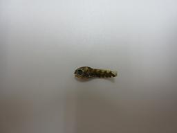 とらはぜ
