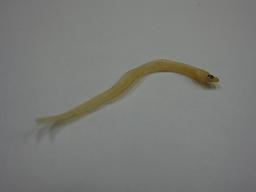 うなぎぎんぽ