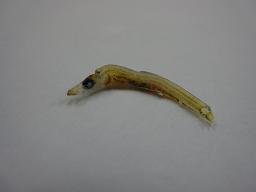 うるめいわし